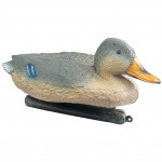 Cane colvert femelle