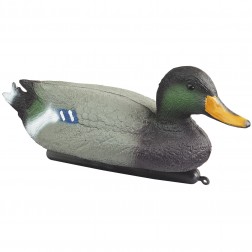 Canard colvert mâle