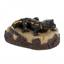 Salamandre sur souche